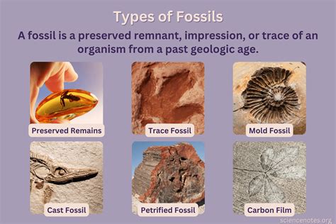 what is fossils in biology.